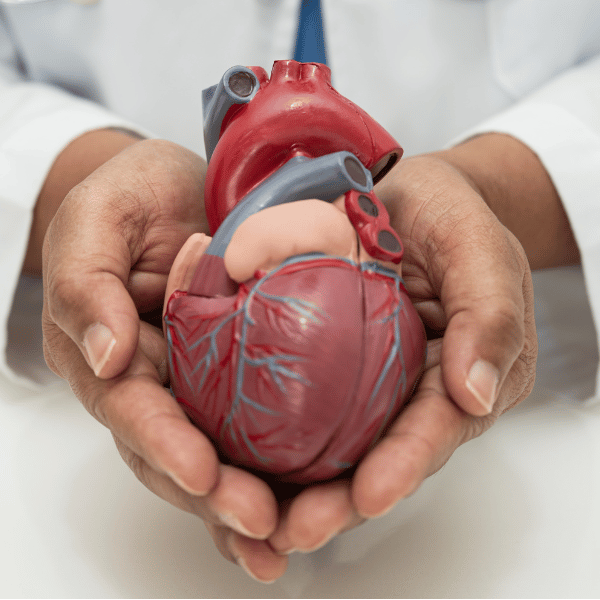 image of heart representing fluid restriction for heart failure