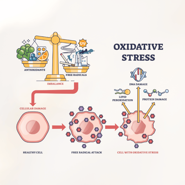 graphic depicting oxidative stress symptoms